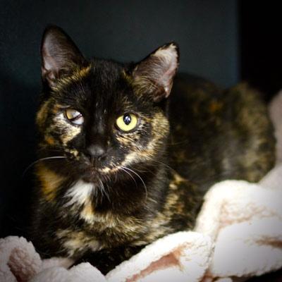 Hermione the tortoiseshell cat lying on a blanket