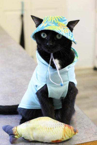 Little friend the cat wearing a sun visor hat and hoodie