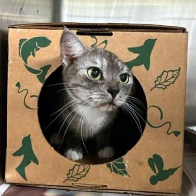 Lilo the cat sticking her head out of a round hole in a cardboard box enclosure