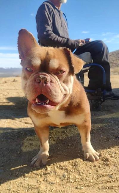 Sprout the dog outside on a leash with a person