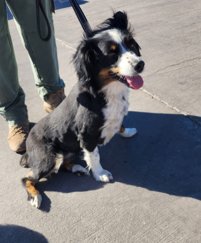 Finley the dog on a leash