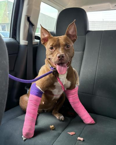 Happy looking pit-bull-type dog with both front legs wrapped in pink bandages