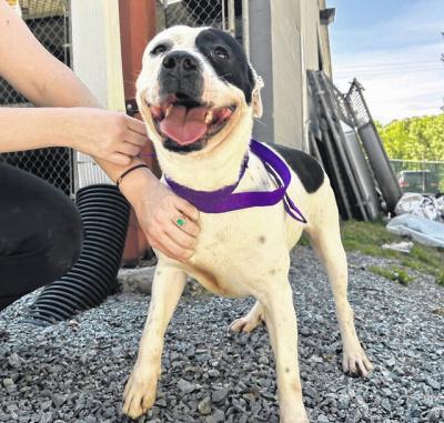 Dog from Bladen County Animal Shelter getting pampered