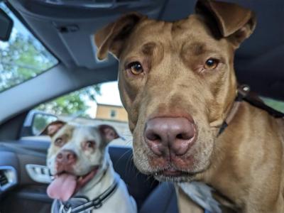 Brenda and Linda the dogs in a vehicle