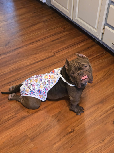 Destiny the dog with her tongue out on the floor wearing an outfit with her rear legs sticking straight back