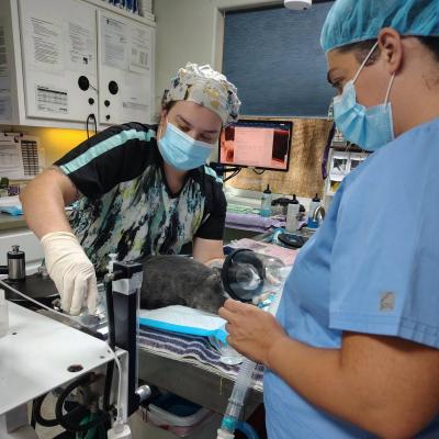 Two people from FieldHaven Feline Center performing the autotransfusion procedure for Mouse the cat