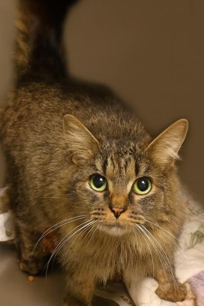 Gabby the brown tabby cat