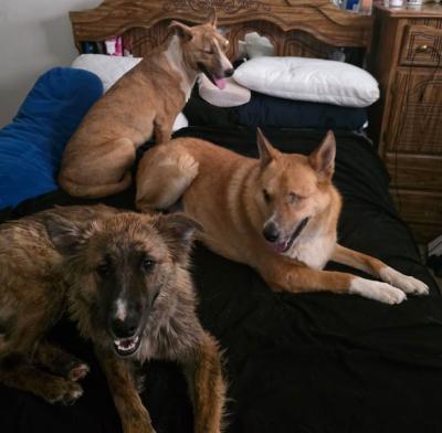Three dogs lying together on a bed