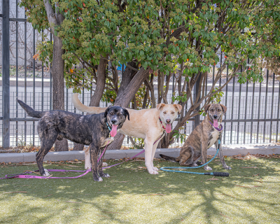 Legolas, Strider, and Gimli the dogs under a tree outside in a fenced yard
