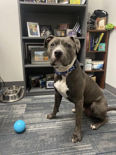 Franklin the dog in beside a toy ball