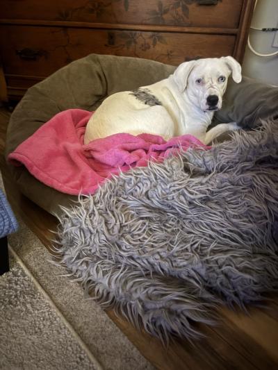 Angel the dog lying on a dog bed with a pink blanket beside a gray fluffy blanket