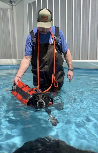 William the dog in a pool doing water therapy with a person overseeing him