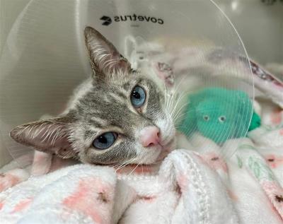 Butters the cat lying down in a protective e-collar