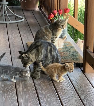 Cats who received spay/neuter services from Park County Animal Shelter