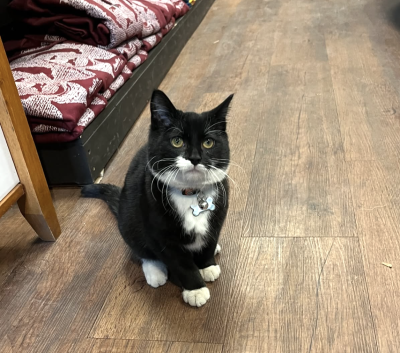 Tib the black and white cat