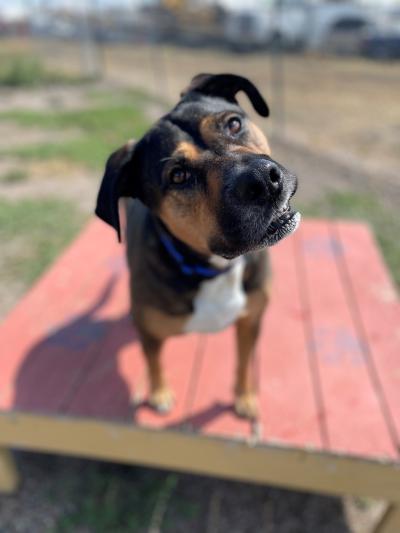 Riley the dog standing on a painted platform in an outside yard