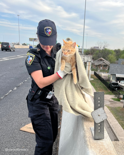 Animal control officer holding an orange kitten in a blanket on a road