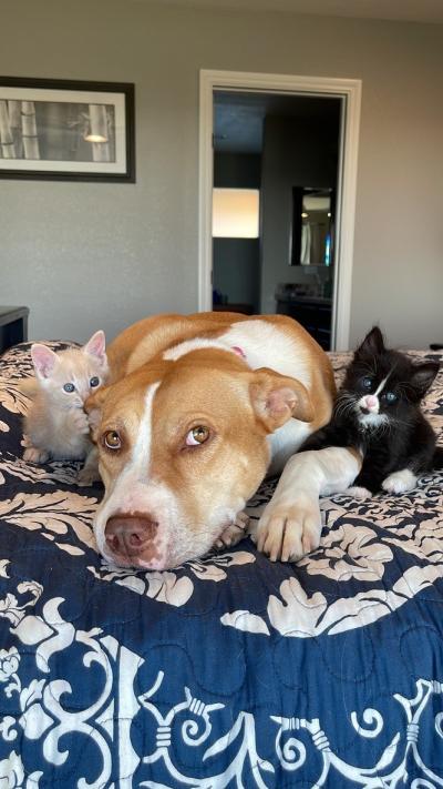 Ginger the tan and white dog lying on a bed with two little kittens