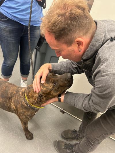 Person bending down to pet a brindle dog