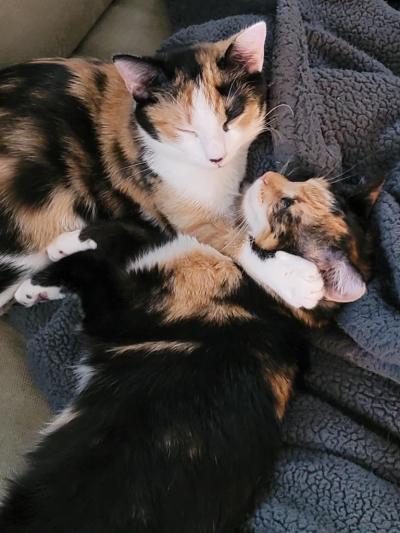 Two calico cats sleeping together