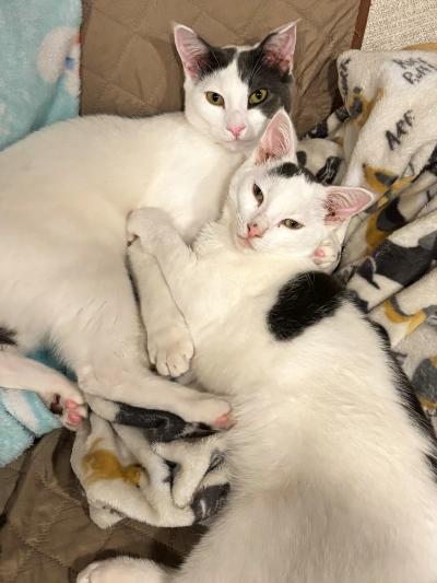 Cookies and Cream the cats snuggled with one another