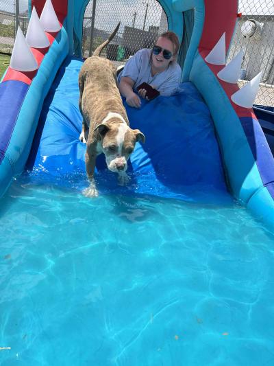 Dog going down a slide into a pool with a person looking down at him