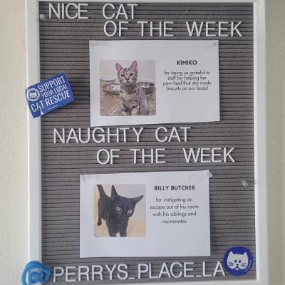 Board featuring the Nice Cat of the Week and the Naughty Cat of the Week