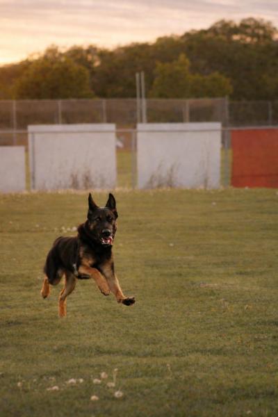 Barley the dog running on grass