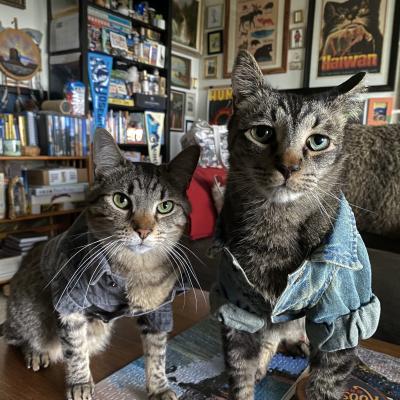 Binns and Tubbs the cats wearing jean jackets with some shelves containing items behind them