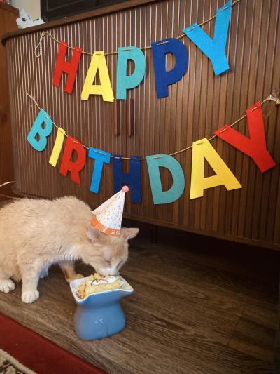 Charlie the cat wearing a hat and eating a cake in front of a banner that says, 'Happy Birthday'