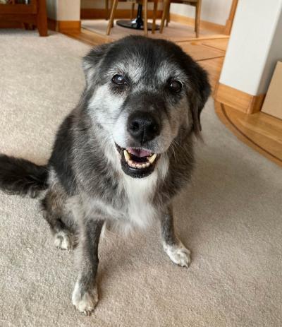 Emma the dog as a senior