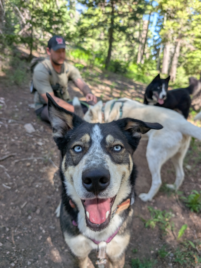 Fuego the dog with two dogs and a person behind him