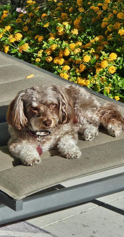Heidi the dog lying on a mat outside beside some flowers