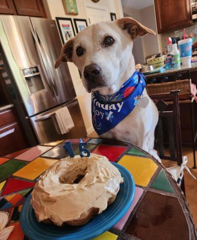 Jackson the dog wearing a bandanna at a table with round cake with 1 and 5 candles for his birthday