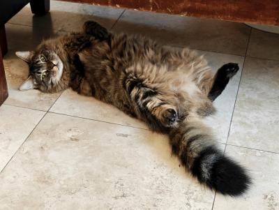 Kisten the cat lying upside-down on the floor