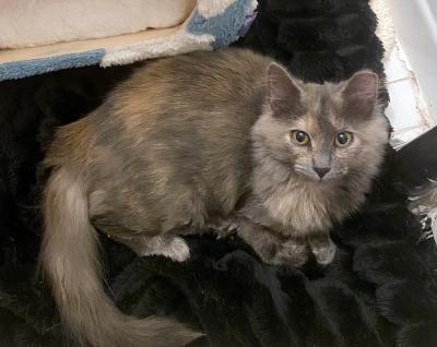 Mina the dilute tortoiseshell cat