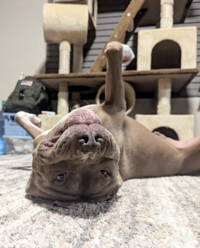 Pinion the og lying upside-down on the floor in front of a cat tree