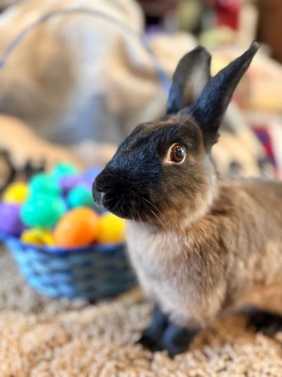 Wildflower the rabbit in front of an Easter basket containing colored eggs