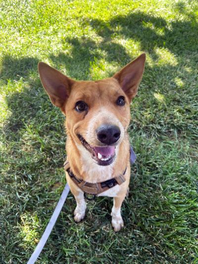 Winston the dog outside on grass
