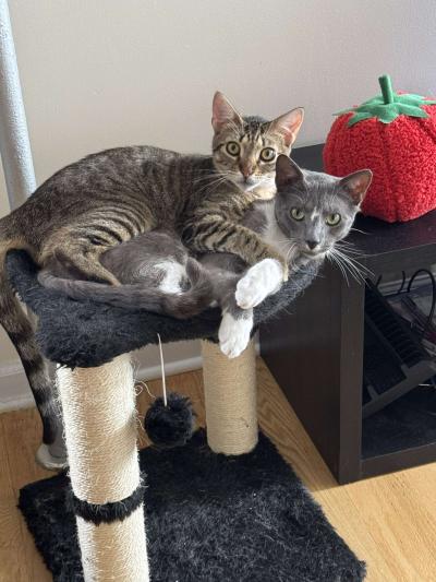 Zagreus and Thanatos the cats snuggling together on a cat tree