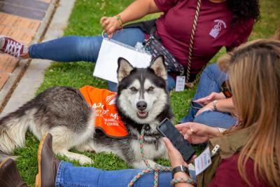 Husky wearing a bright orange adopt me vest lying in the grass next to two people at a NKLA Super Adoption