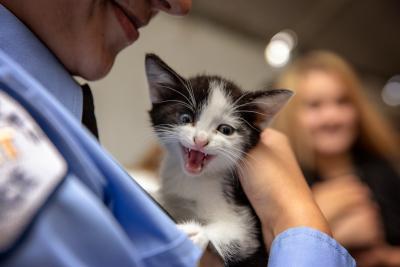Meowing kitten being held at a NKLA Super adoption event