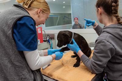 People intaking a black puppy