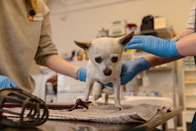 Wally the Girl the dog being examined by people wearing protective gloves
