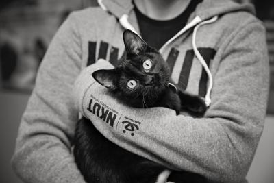 Person holding black cat wearing NKUT hoodie
