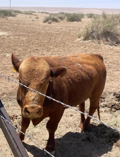 Brown cow behind a wire fence