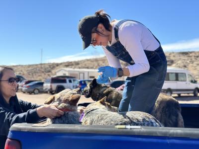 Two people working to vaccinate some dogs in the back of a pick-up truck