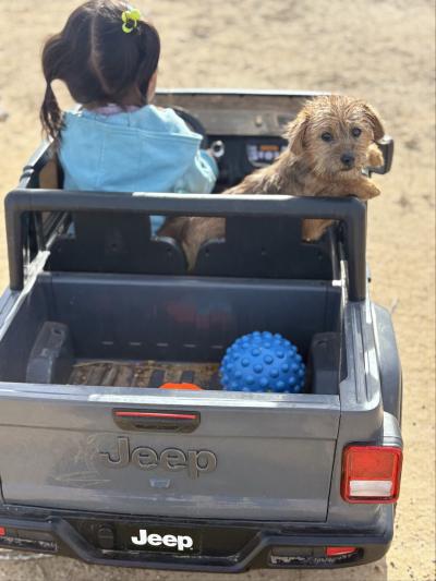 Childing in a child-sized Jeep with a small dog