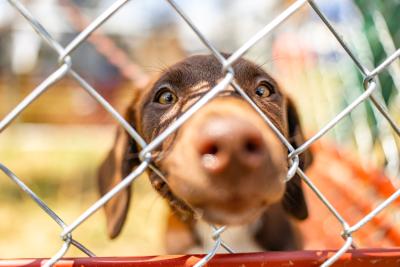 Dog poking his nose through a chain link fence at the Best Friends Super Adoption in Northwest Arkansas