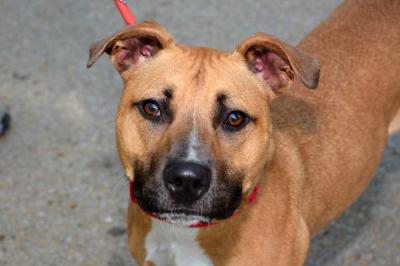 The face of Cashew the dog